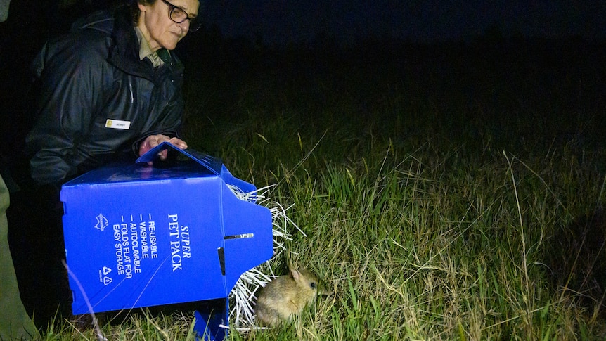 A woman releases a bandicoot from a blue box into grassland on French Island
