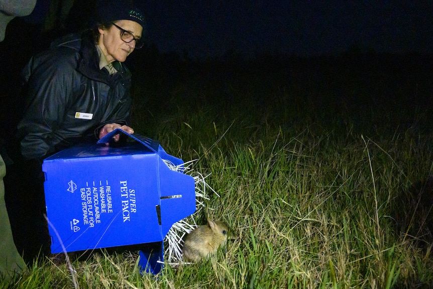 A woman releases a bandicoot from a blue box into grassland on French Island.