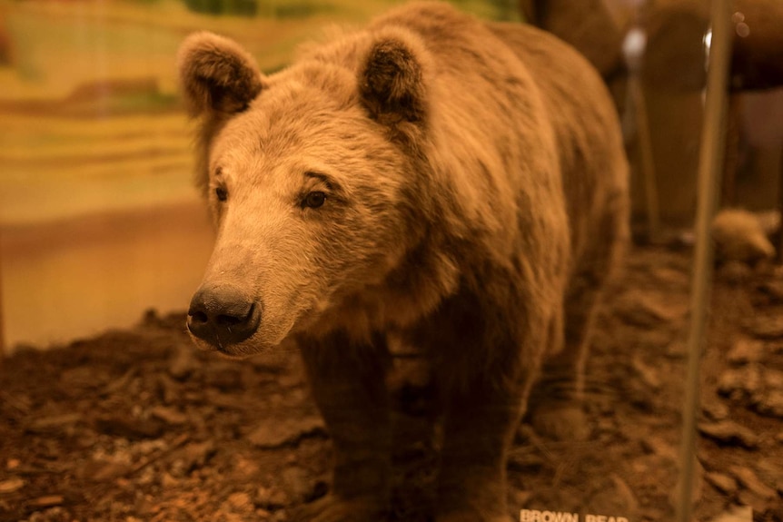 A stuffed brown bear on exhibit at the South Australian Museum.