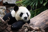 A black and white panda sits on a tree trunk with left paw supporting him and looks into distance.