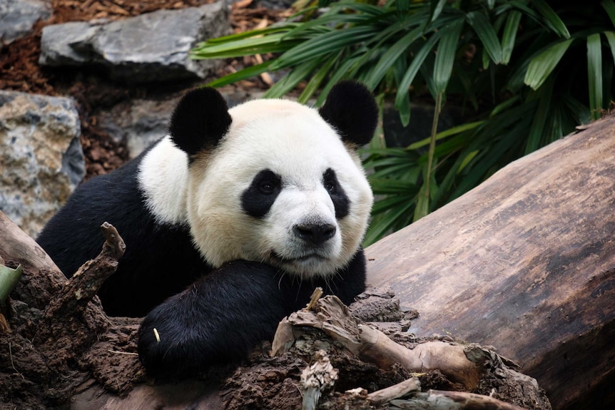 A panda looks over a fallen log
