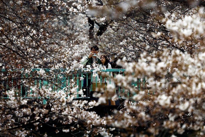 A man takes a photo with his smartphone amidst blooming cherry blossoms on a bridge in Tokyo.