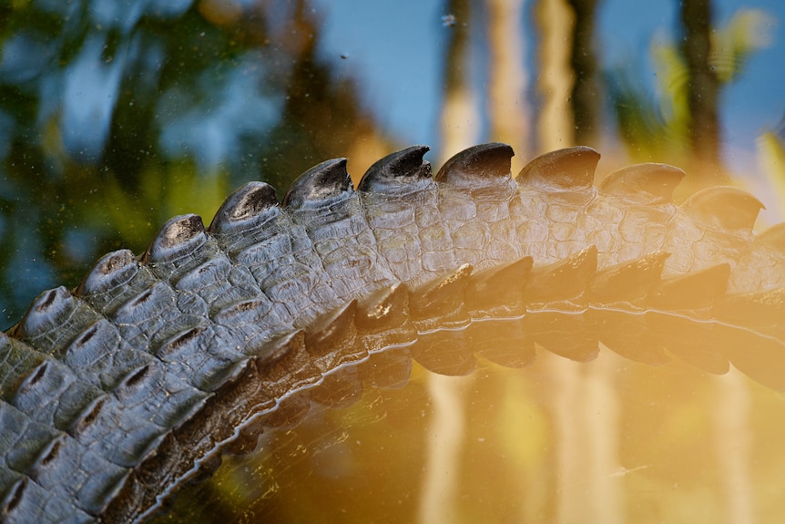 A crocodile tail is seen from above on top of the water.