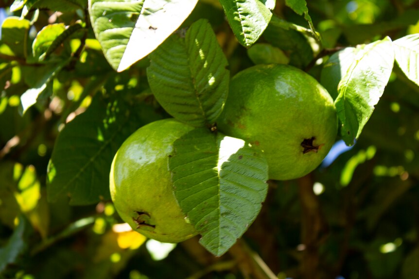 Two green skinned guavas hang in a tree.