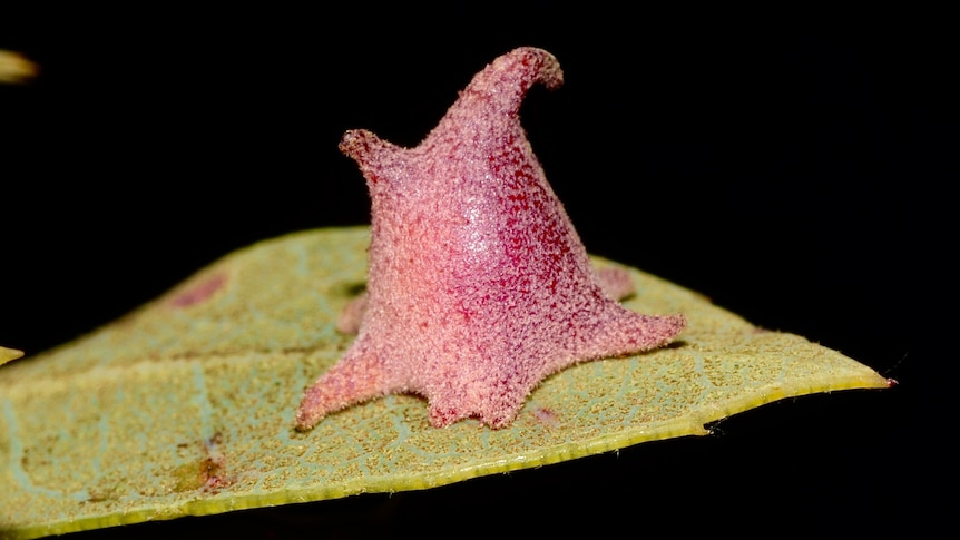 A strange pink organism on a leaf.