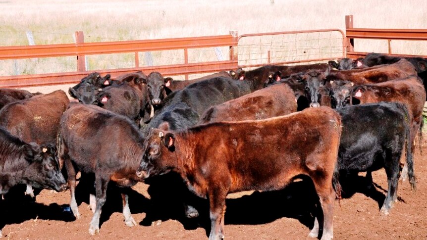 A mob of Wagyu crossbred cattle in a set of yards on a cattle property near Texas in Queensland