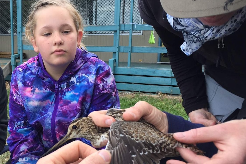 10-year-old Kelly Bateup watches as a bird is measured.