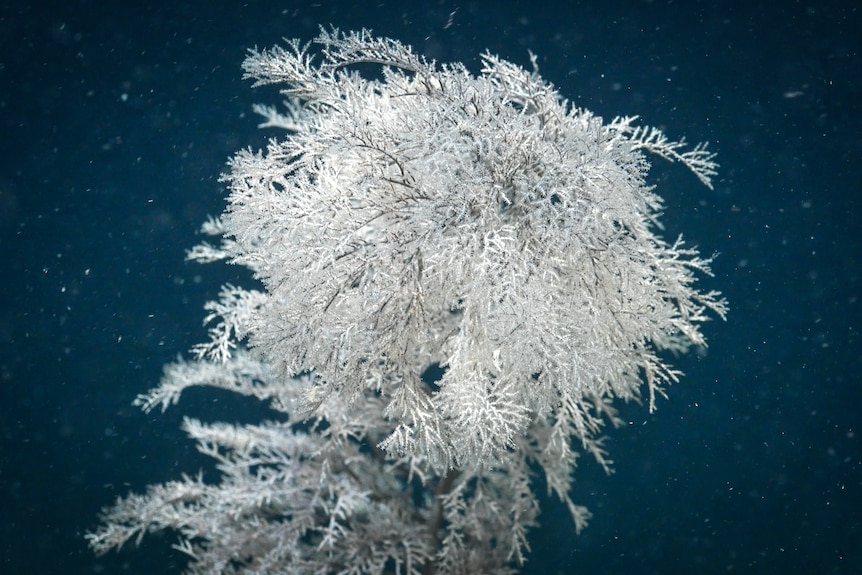 Black Coral documented during the FV Falkor expedition.