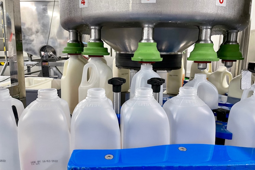 Milk being bottled in a factory.