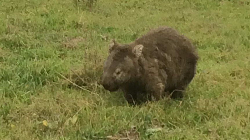 wombat with sarcoptic mange