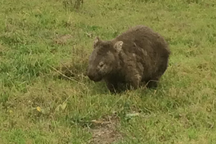 wombat with sarcoptic mange