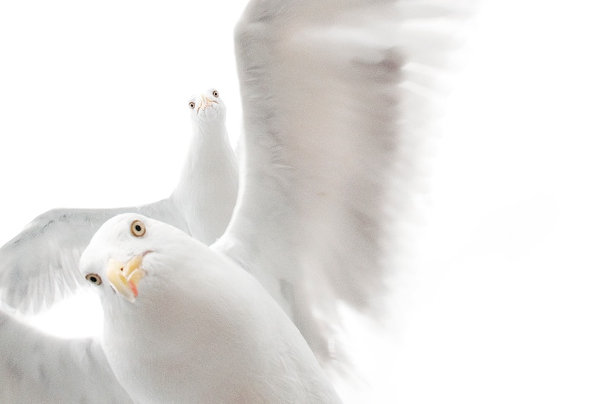 Two herring gulls against a white sky fly towards the camera