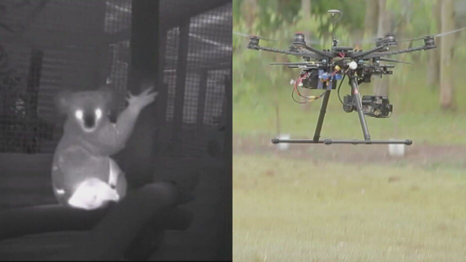 Drones with heat-tracking cameras used to monitor koala population ...