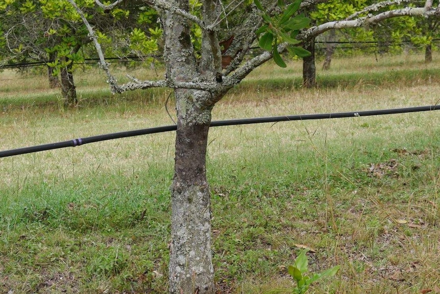 Close up of a macadamia tree trunk with a black irrigation line running past another row of trees is in the background.