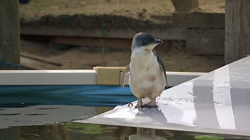Little penguin about to enter a swimming pool at a new rehab centre at a wildlife park near Hobart.