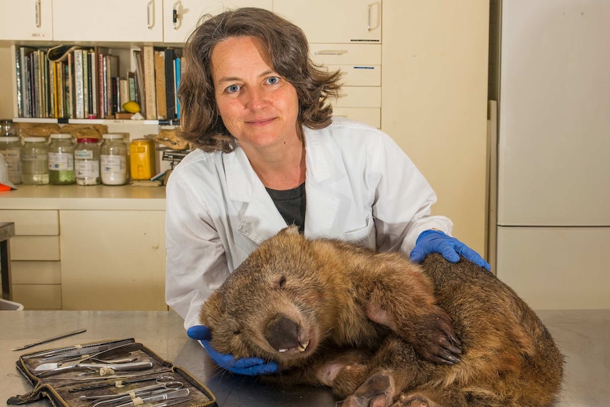 Tonka wombat taxidermied