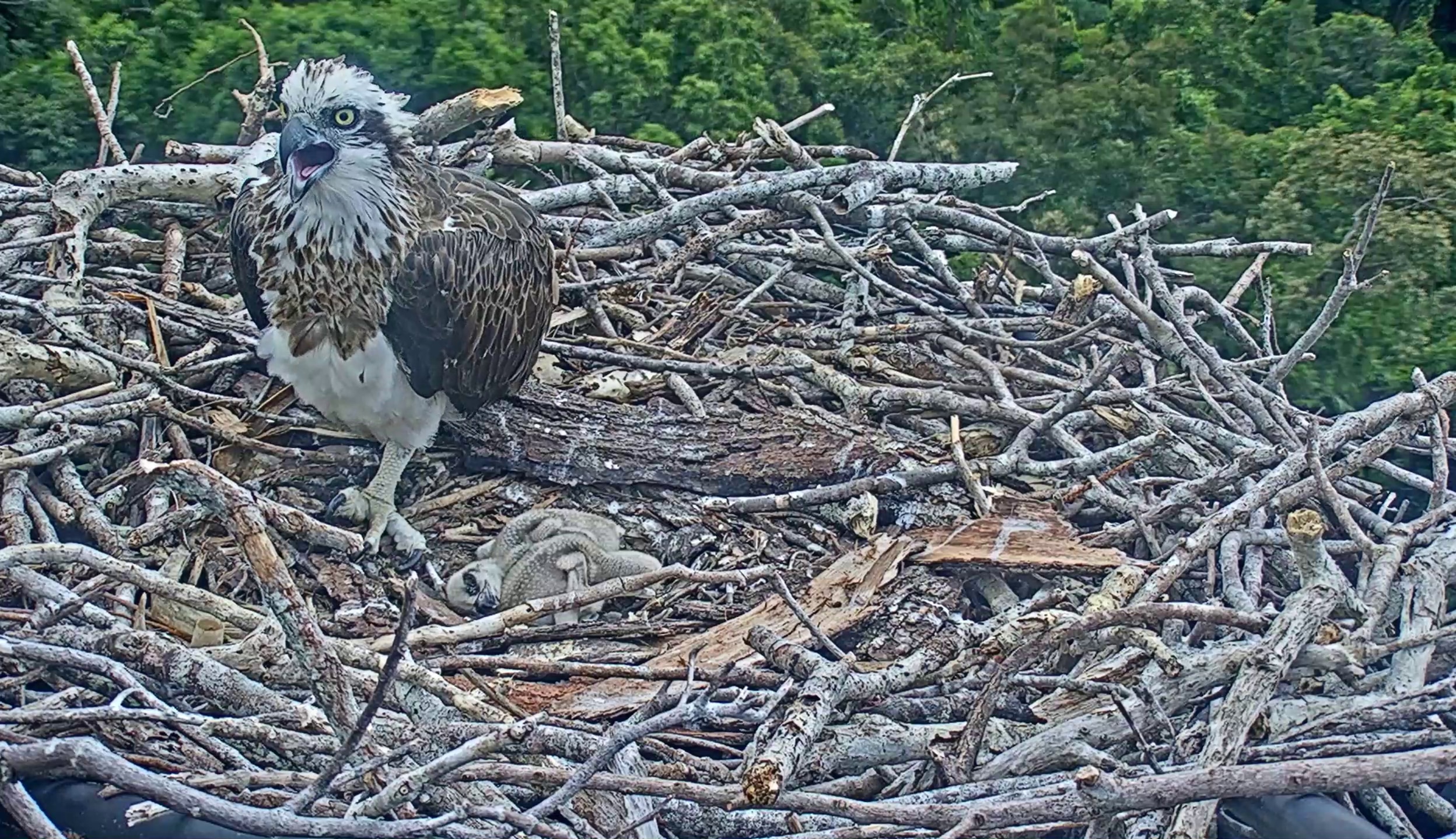 Osprey chicks hatch on Daintree crane nest live stream