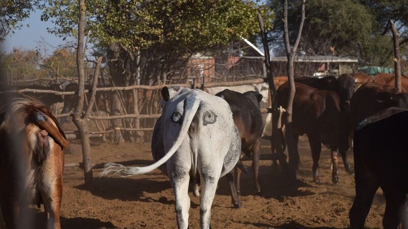 Two eyes painted on the rump of a cow