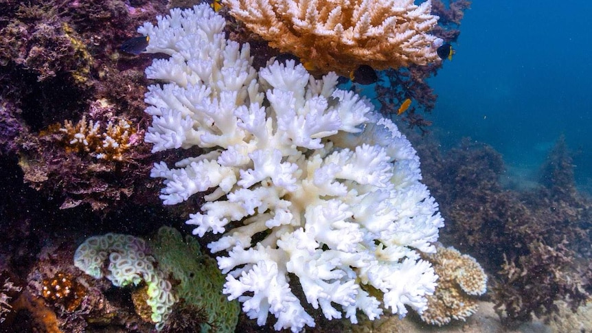 coral showing a vivid bue/white colour