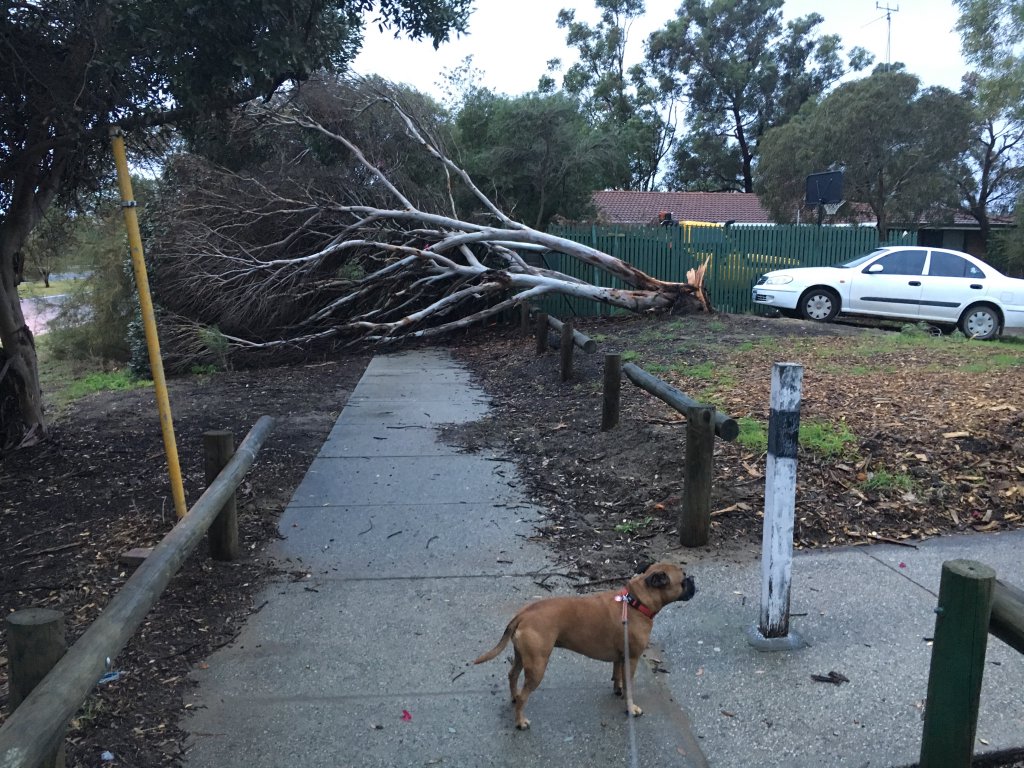 Power restored after storm blacks out thousands of WA homes - ABC News
