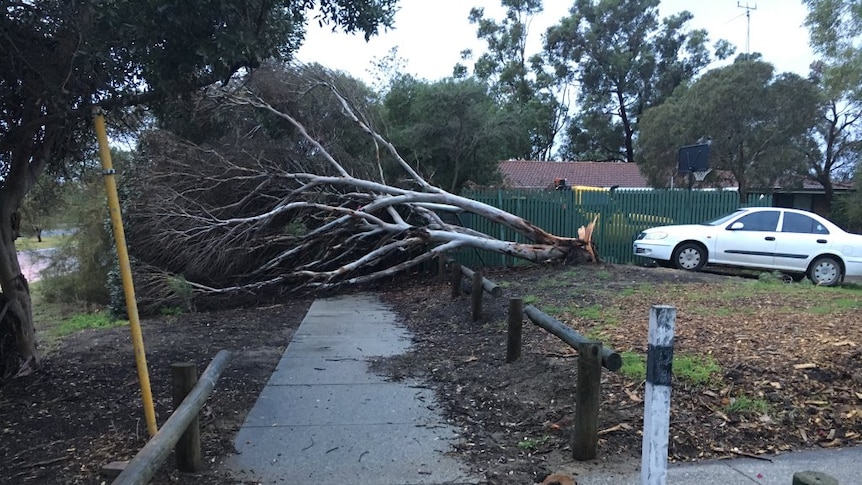 A tree lies on the ground after being uprooted during a storm on Whitfords Avenue in the Perth suburb of Kingsley.