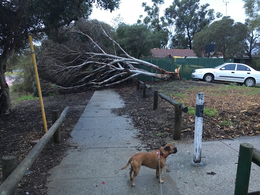 A tree lies on the ground after being uprooted during a storm on Whitfords Avenue in the Perth suburb of Kingsley.