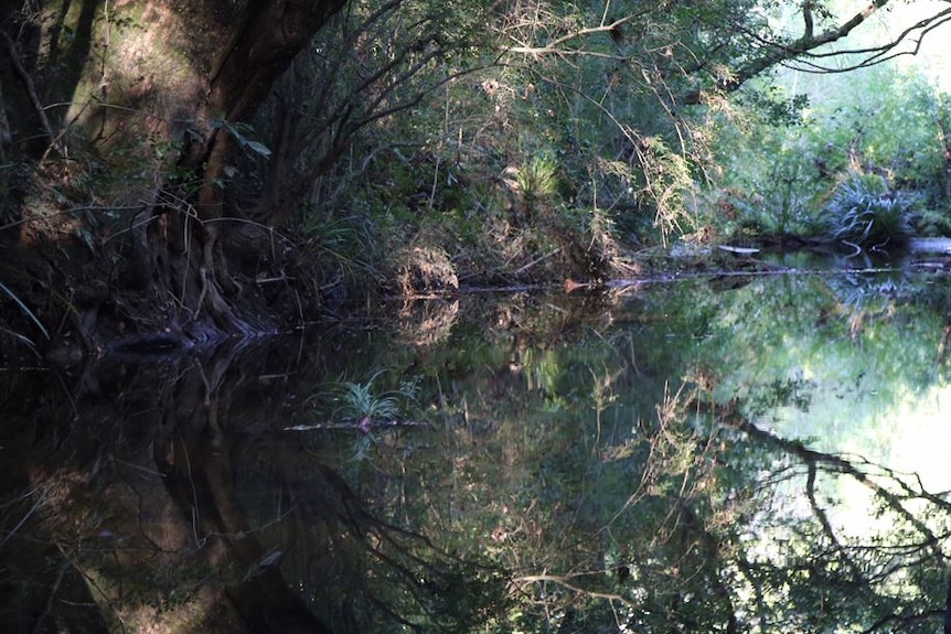 A waterway in the Coffs Harbour region.