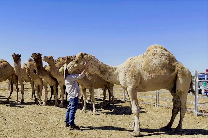 A man stands in front of a tall camel that is leaning down and resting its head on the mans chest