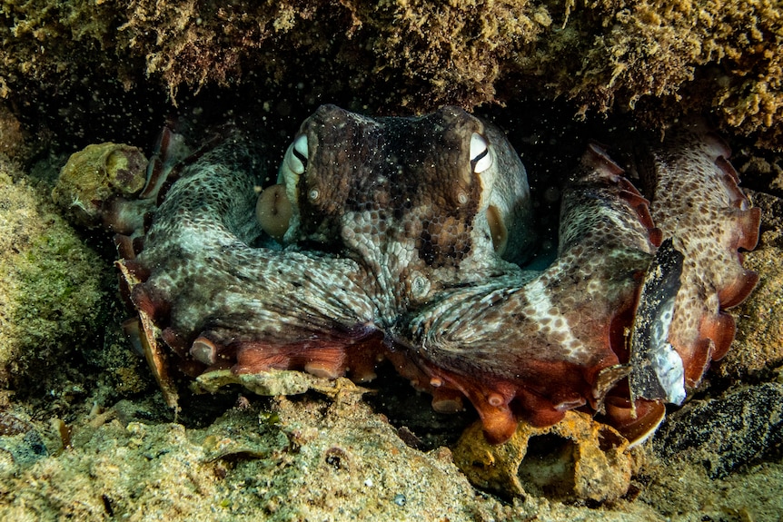 Picture of octopus in reef