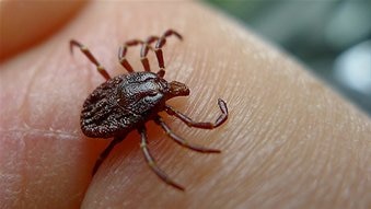 Tick on skin