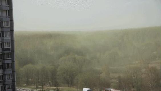 Dense cloud of green pollen hangs over Moscow
