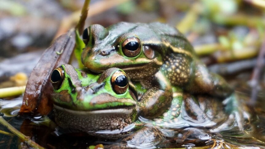 A brown frogs sits on top of a green frog in a pond