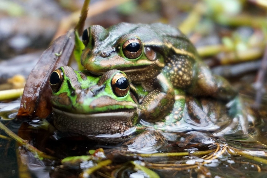 A brown frogs sits on top of a green frog in a pond