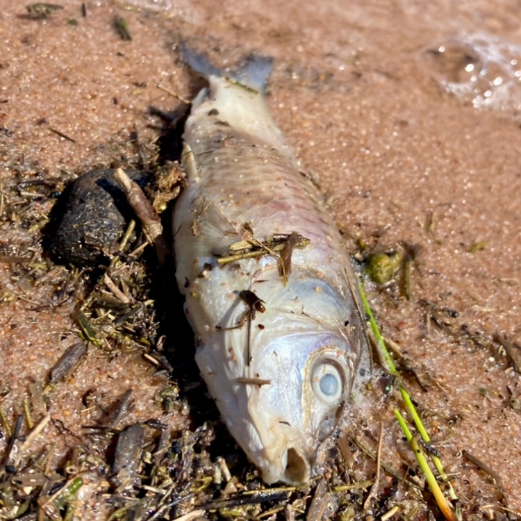A baby carp washed up dead on the shore of Lake Menindee.