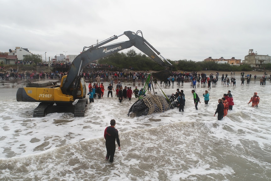 Crane attempts to lift stranded whale