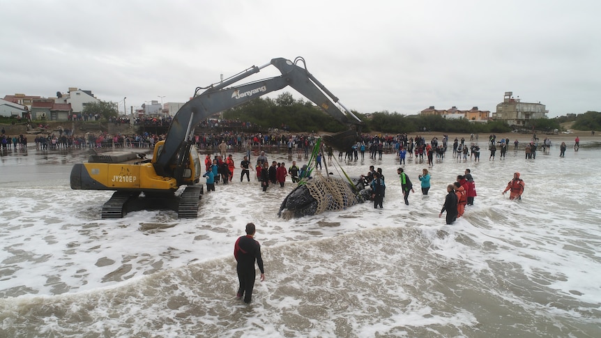 Crane attempts to lift stranded whale