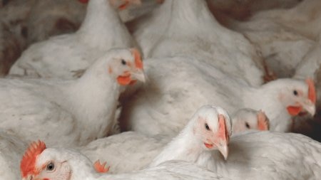 Chickens at a poultry farm.