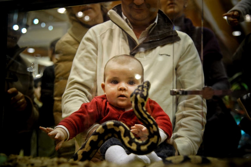 A baby watching a snake in a glass tank