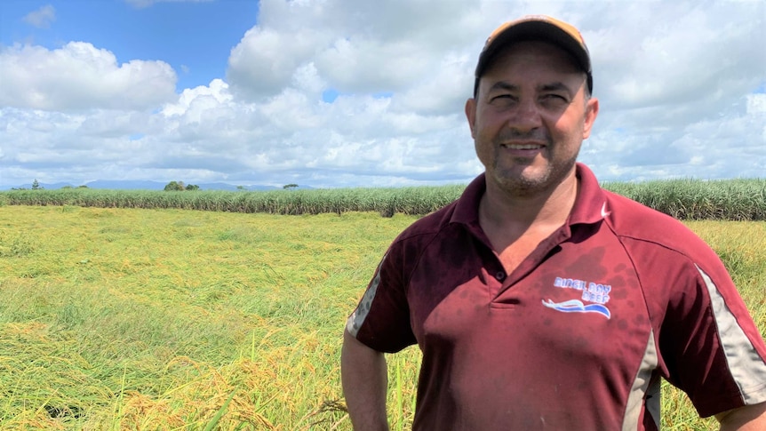 A farmer stands in a rice paddock