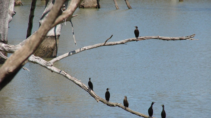 Waterbirds on the Murrumbidgee at Hay