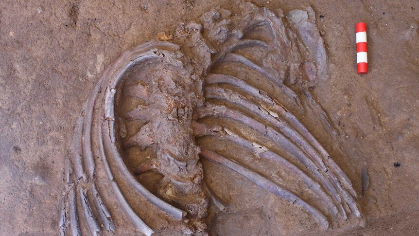 Close up of fossil ribs encased in rock