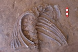 Close up of fossil ribs encased in rock