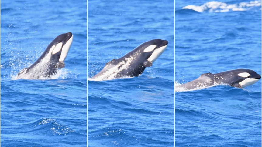 A black and white orca calf without a top dorsal fin swims in blue ocean