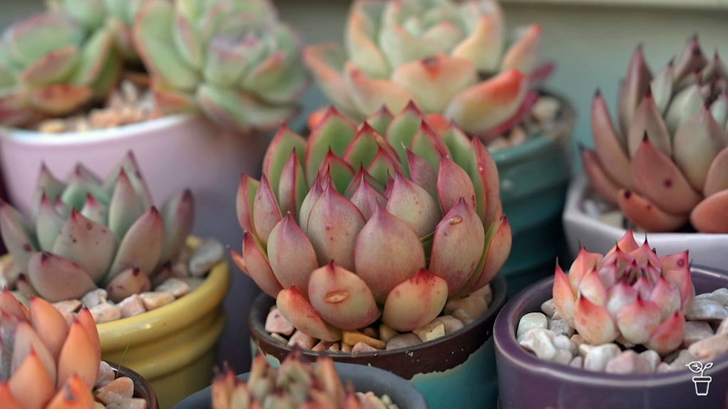 FAQs | Succulent colour | Re-pot or plant out | Indoor edibles - Gardening  Australia