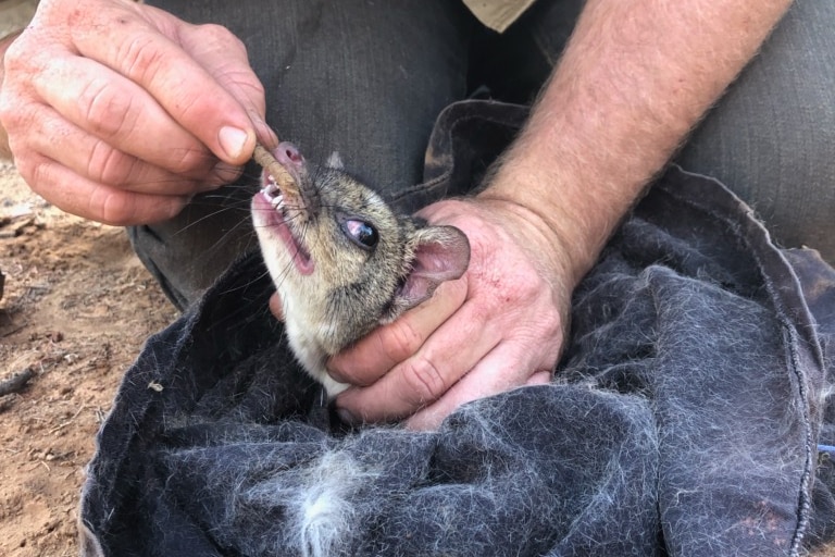 A man firmly holds a mouse-like animal in a dark blue bag, and uses a small stick to lift its top lip, exposing pointy teeth.