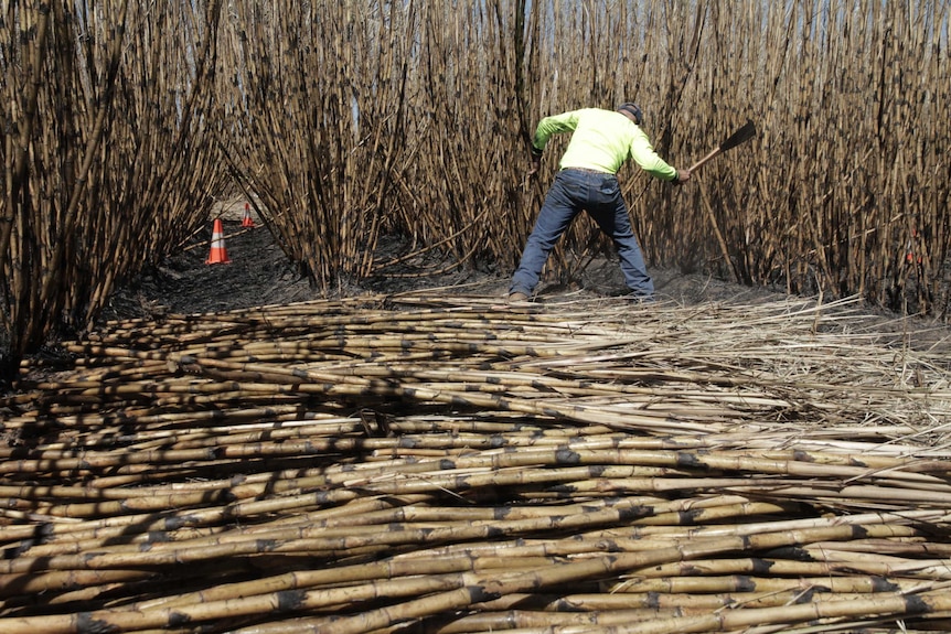 A man cutting cane in a burnt paddock by hand