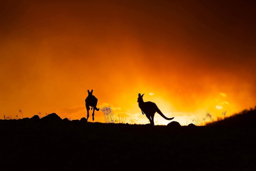 Silhouettes of two kangaroos bounding along horizon are backlit by the light from the Clear Range fire.