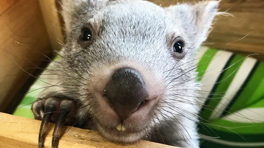 This baby wombat was rescued and is being raised on Flinders Island, Tasmania.