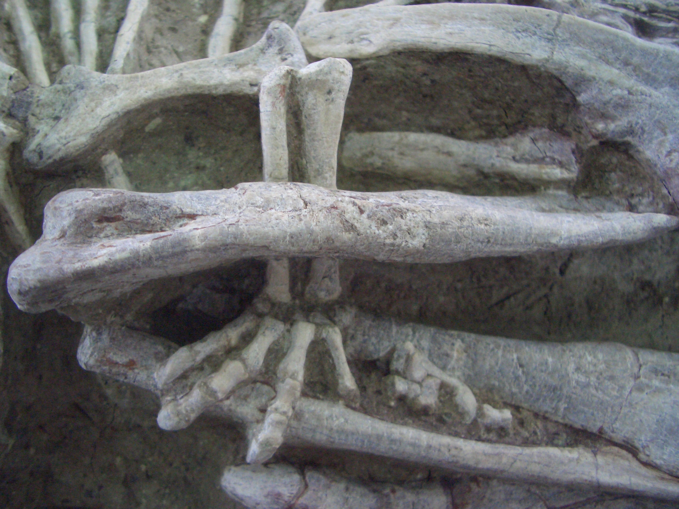Mammals may have hunted dinosaurs much larger than them, rare fossil ...
