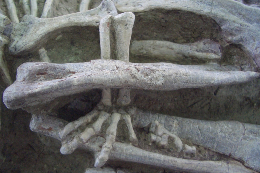 A close-up view shows the fossil of a small animal foot seemingly gripping a larger bone.